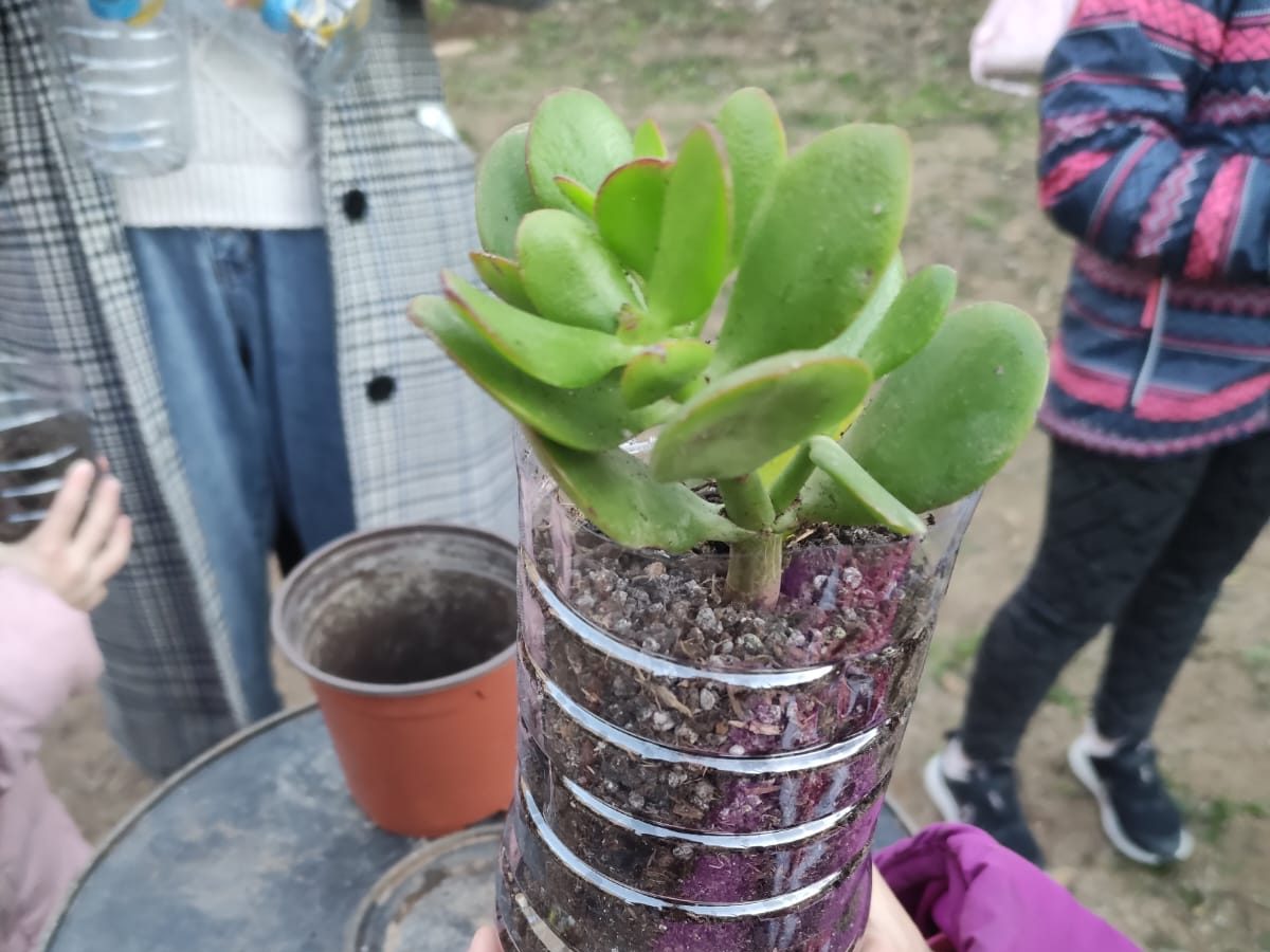 Test d'auto-irrigació fet amb una ampolla de plàstic reciclada.