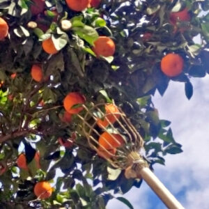 Una cistella sosté taronges en un arbre fruiter, mostrant l'abundància de la collita.