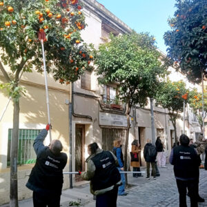 Un carrer d'edificis baixos on diverses persones amb roba de treball fosca recullen les taronges dels arbres.